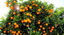 एउटै वडाबाट ११ करोडको सुन्तला बिक्री